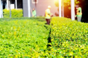 gardener-concept-gardener-is-cutting-bushes-garden-front-is-beautiful-bush-with-garden-background_43780-1068