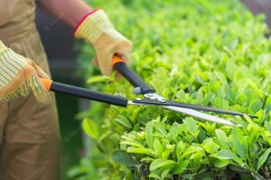 gardening-cutting-gardener-bush-garden-utensils-using-hedge-trimmer_488220-16325-768x512